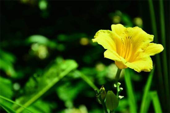 1764560365573723.jpg 忘忧草代表什么意思