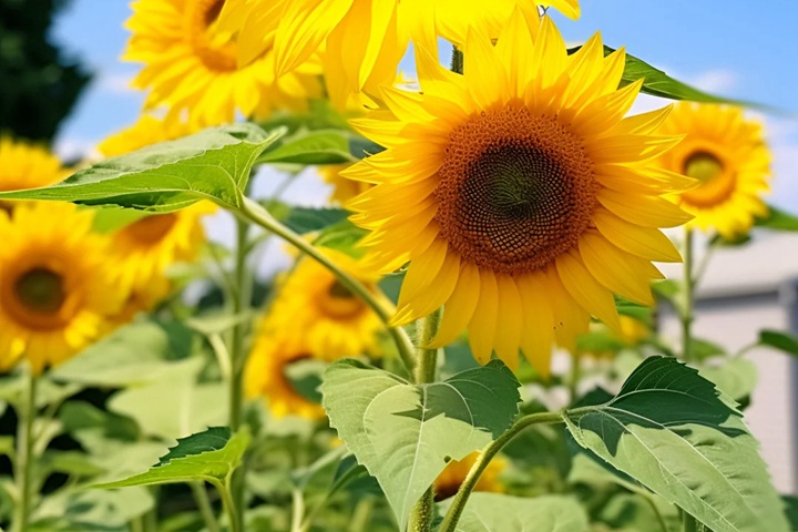 1764567837798687.jpg 向日葵的花语是什么