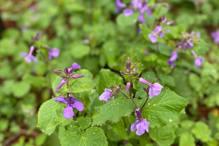 二月兰名字的由来