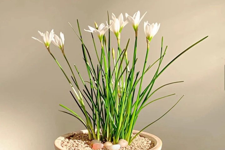 葱兰和韭兰的区别