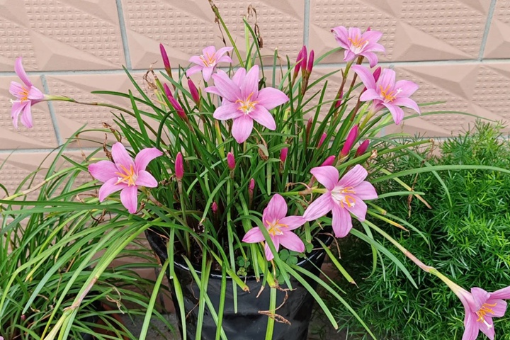 葱兰和韭兰的区别