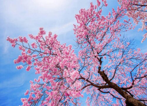 1764569413864911.jpg 樱花什么时候开花