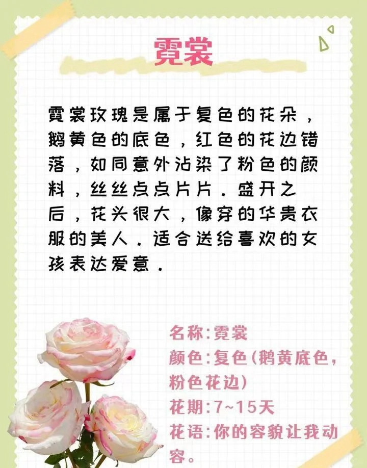 1764574148108630.jpg 粉色玫瑰花的花语和寓意