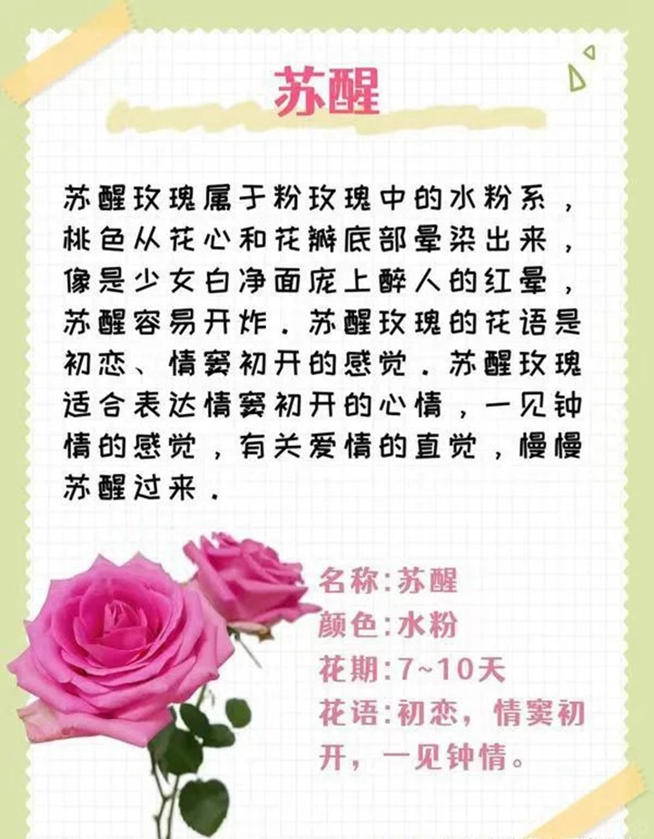 1764574164584613.jpg 粉色玫瑰花的花语和寓意