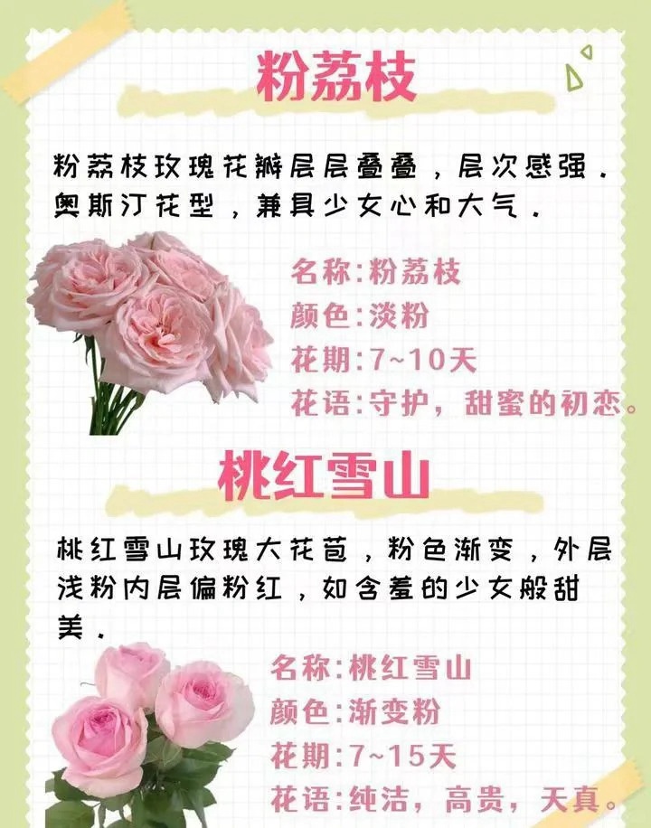 1764574184243106.jpg 粉色玫瑰花的花语和寓意