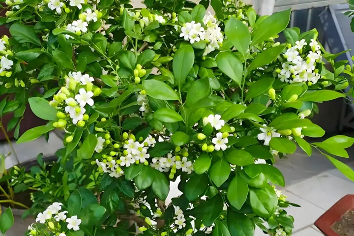 九里香什么时候开花