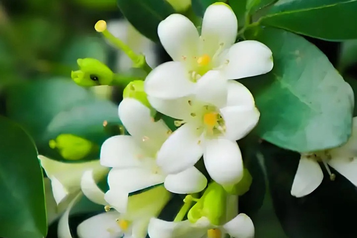 九里香什么时候开花