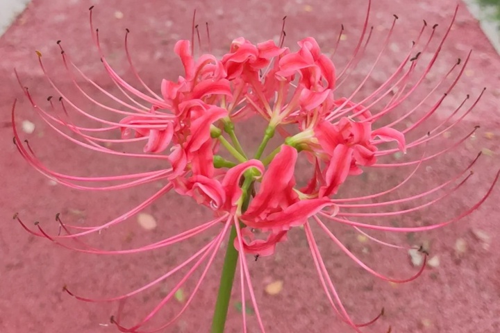 1764655657966349.jpg 曼珠沙华的花语是什么