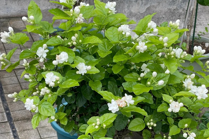 茉莉花什么季节开放