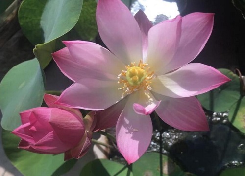 1764657679440778.jpg 睡莲几点开花,几点闭合