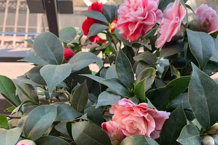 茶花的养殖方法和注意事项