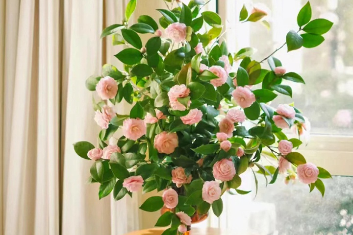 茶花的养殖方法和注意事项