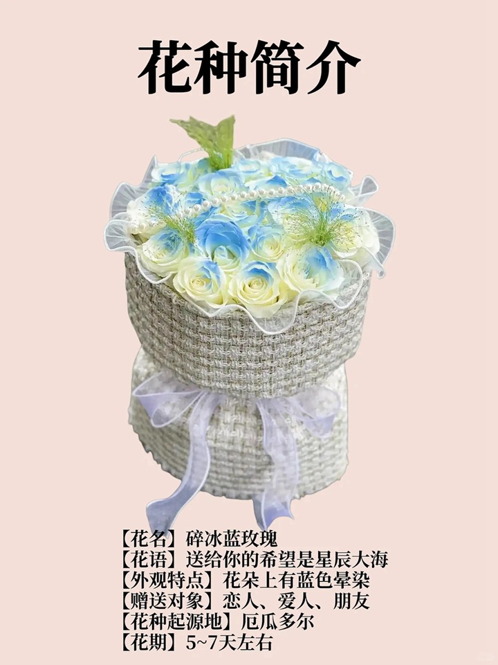 1764746427351071.jpg 碎冰蓝玫瑰的花语和寓意