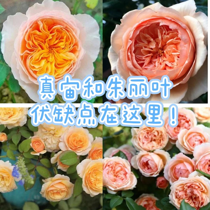 1764812633590362.jpg 朱丽叶和真宙详细对比