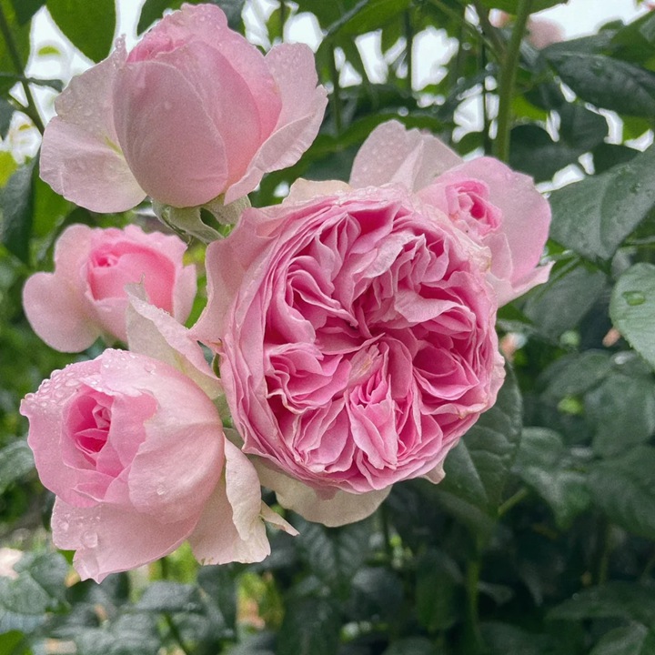 我的心月季有什么致命缺点