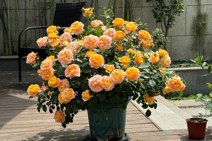 果汁阳台为什么这么受欢迎，它有什么优缺点