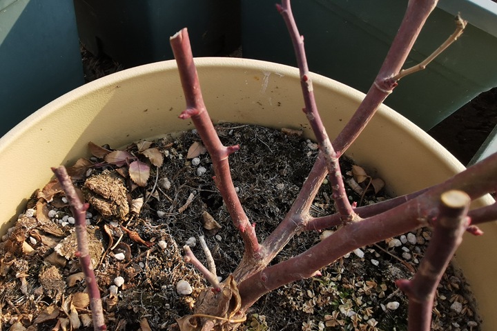 月季休眠期什么时候修剪好