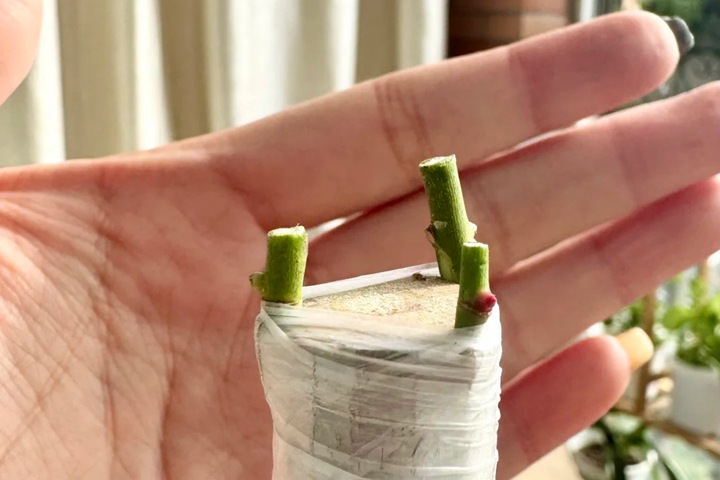 1764833351315040.jpg 手把手教你嫁接棒棒糖月季