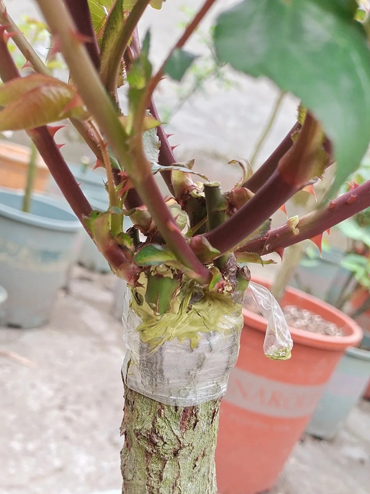 1764833351749865.jpg 手把手教你嫁接棒棒糖月季