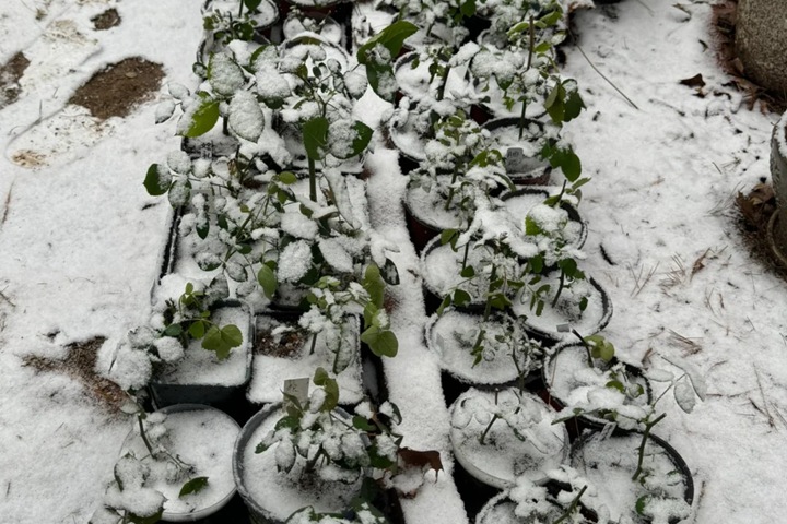 月季过冬的4个常见问题