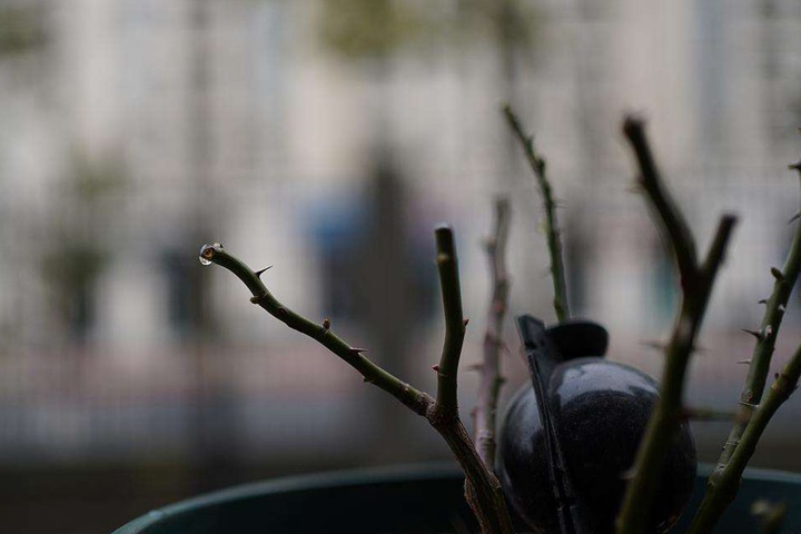 月季修剪伤流了怎么办