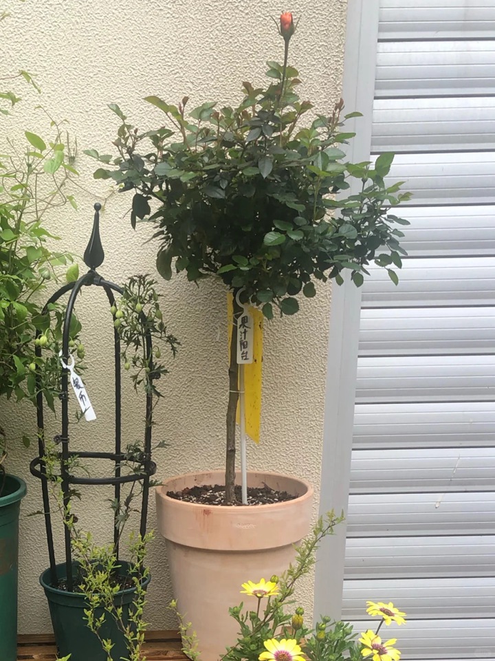 棒棒糖月季用什么盆栽好