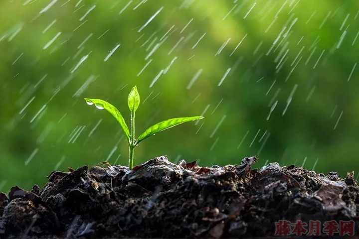 月季浇水的邪修方法有用吗？