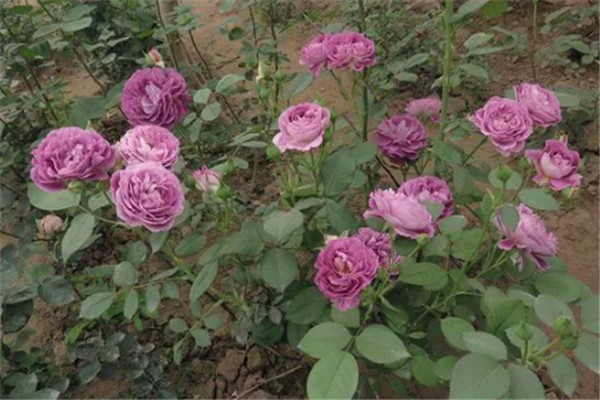 1765332658973984.jpg 合唱团月季有什么优缺点