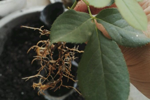 1765333240889599.jpg 月季花的最佳扦插时间是什么时候