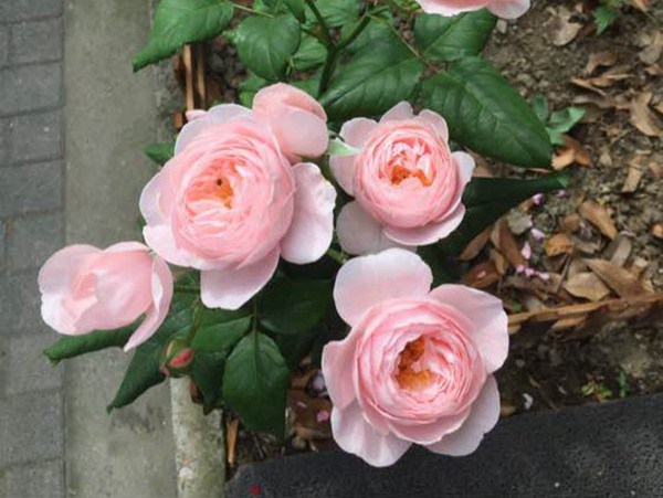 1765336112782208.jpg 浓香的藤本月季品种推荐