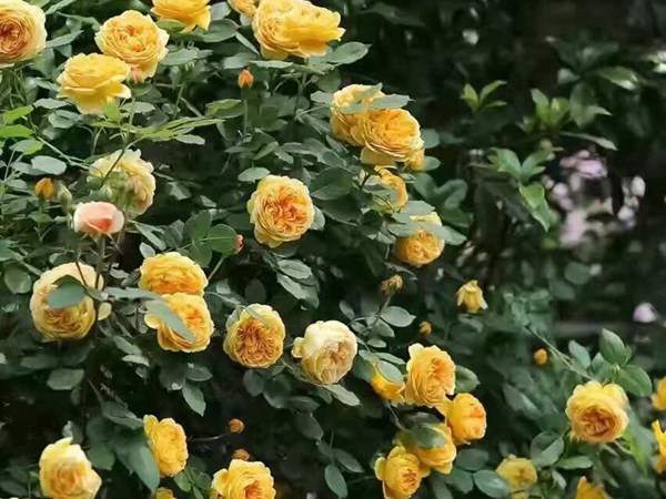 1765336314458047.jpg 浓香的藤本月季品种推荐