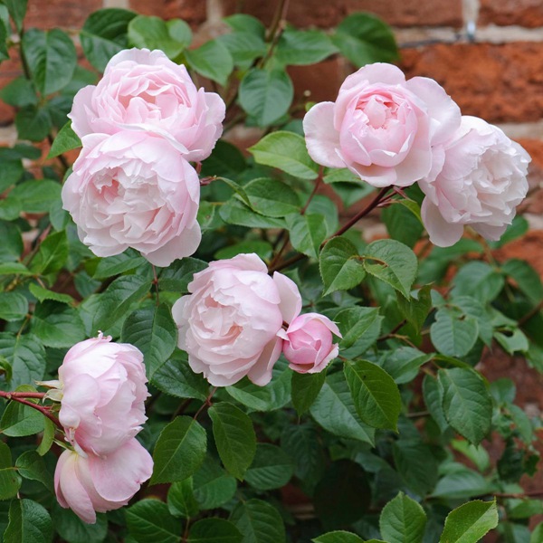 1765336454184249.jpg 浓香的藤本月季品种推荐