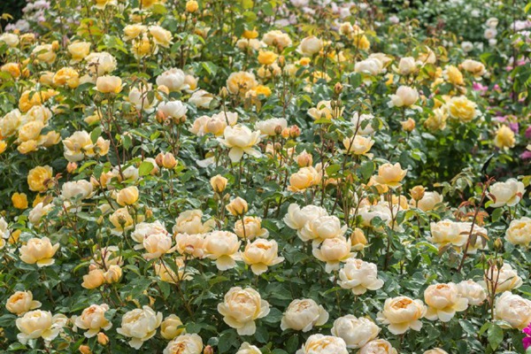 1765336615942980.jpg 浓香的藤本月季品种推荐