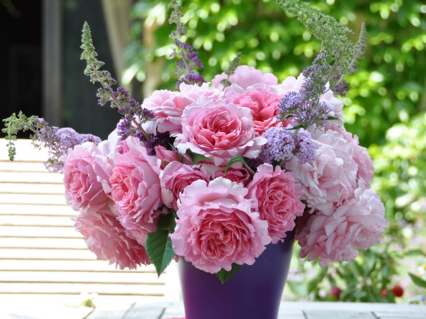 1765336709711677.jpg 浓香的藤本月季品种推荐