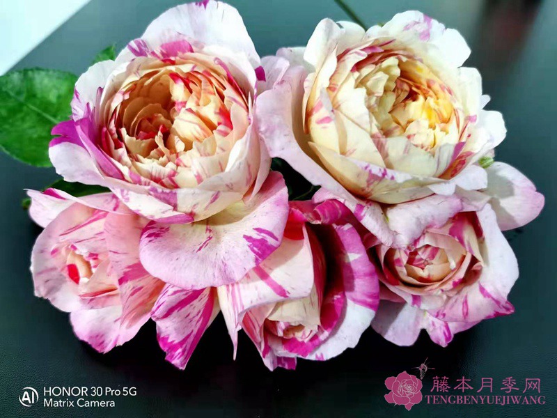 1765336751770332.jpg 浓香的藤本月季品种推荐