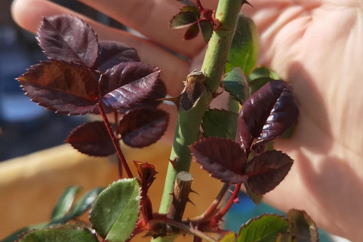 为什么有的月季新叶是红的