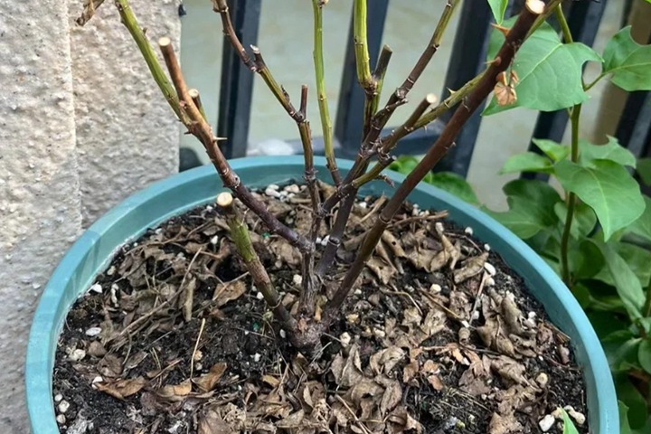 1765424315688869.jpg 月季黑杆的四大原因