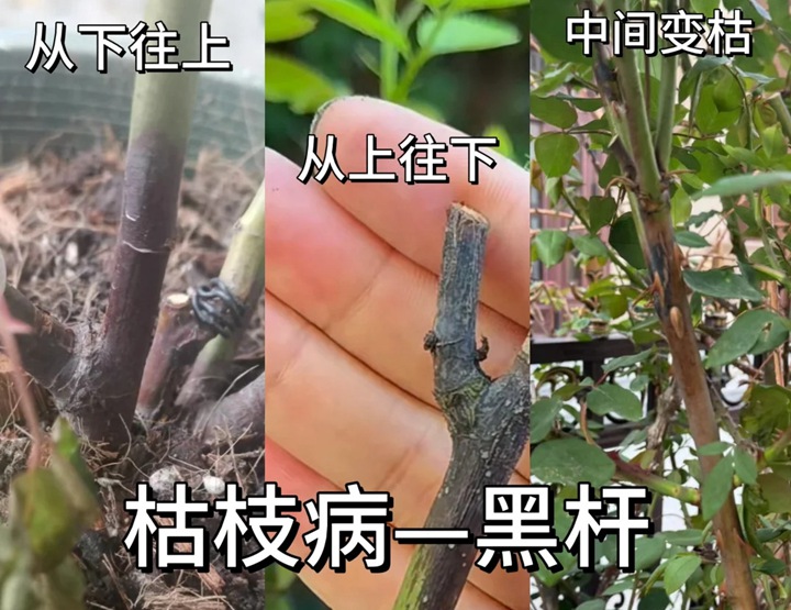 1765424449138019.jpg 月季黑杆的四大原因