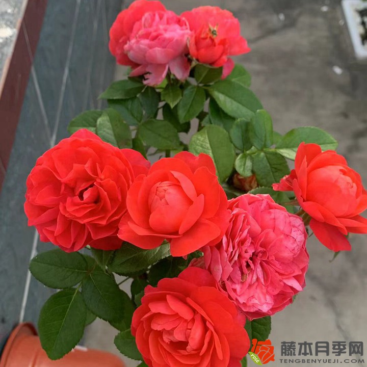 月季是不是一年四季都开花