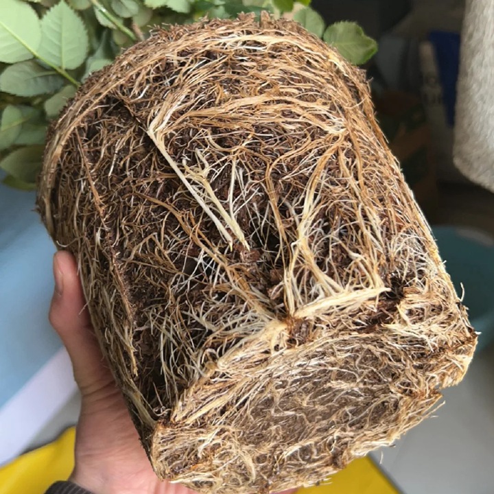 月季移栽千万别洗根