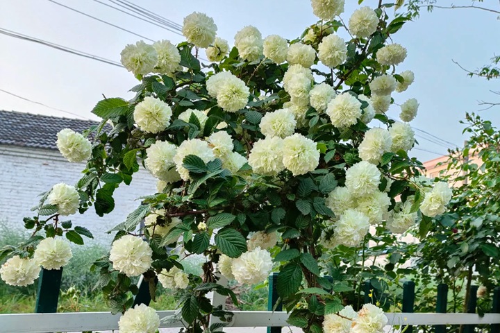 十大阴气最重的花盘点