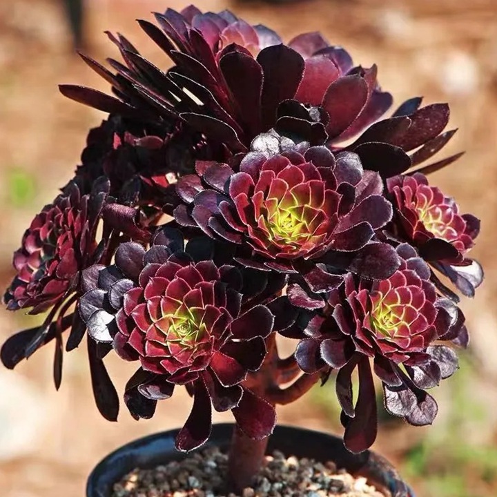 十大阴气最重的花盘点