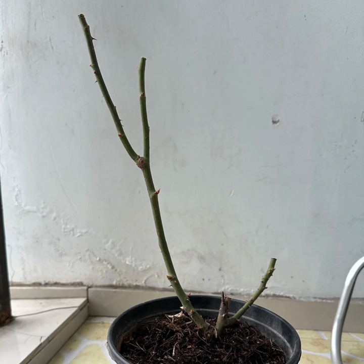 月季掉叶子已经光杆了