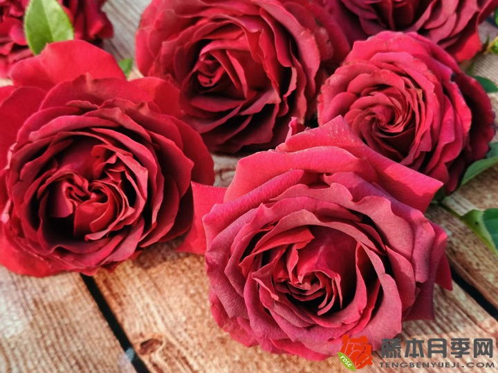 月季花为什么叫死人花