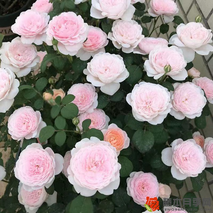 月季花十大经典品种