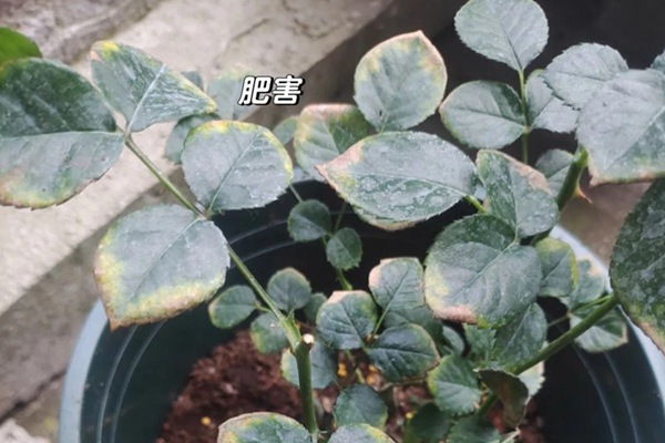 月季花叶子发黄枯萎是怎么回事