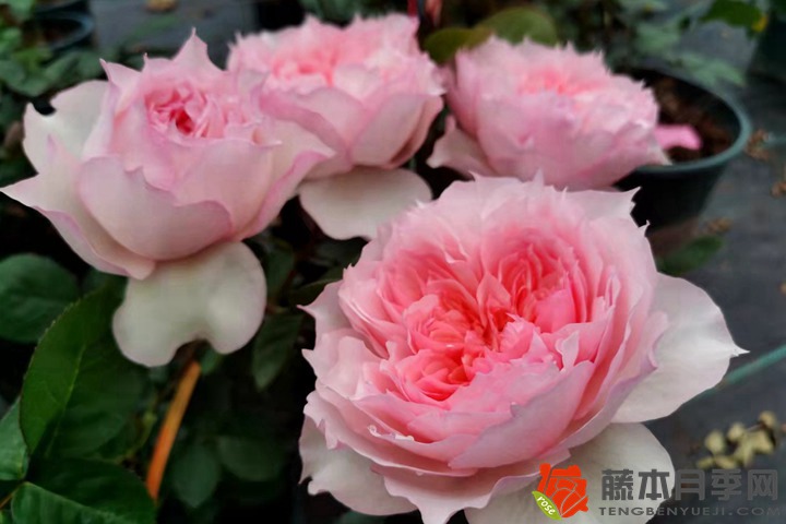 欧月和月季花的区别