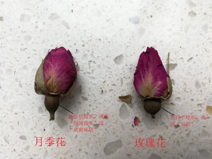 月季花和玫瑰花的区别在哪里