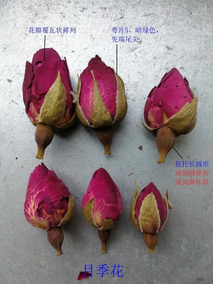 月季花和玫瑰花的区别在哪里