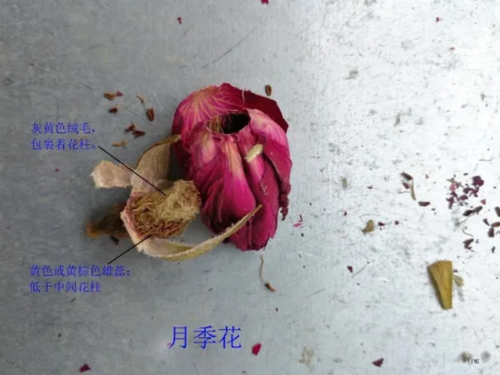 月季花和玫瑰花的区别在哪里